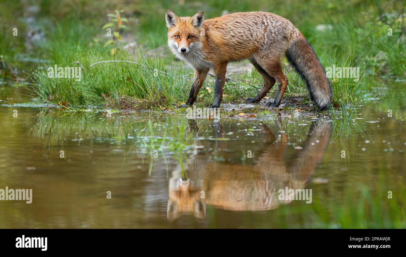 Renard roux regardant la caméra sur les inondations en automne nature Banque D'Images