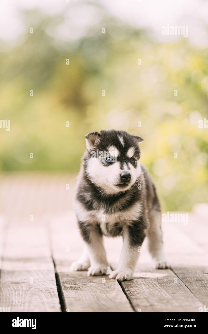Husky Puppy de quatre semaines de randonnée couleur blanc-gris-noir sur un sol en bois Banque D'Images