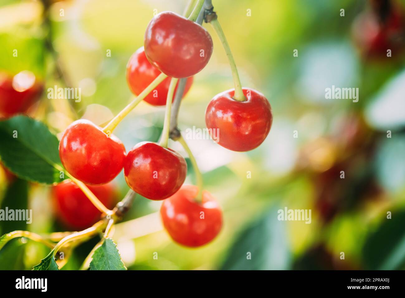 Baies mûres rouges Prunus subg. Cerasus sur l'arbre dans le jardin de légumes d'été Banque D'Images