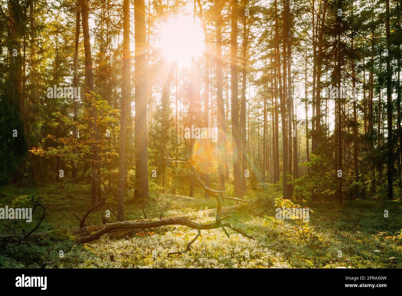 Magnifique soleil au-dessus du déchu vieux pin. Lever du soleil au coucher du soleil dans la forêt de conifères d'automne. La lumière du soleil traverse les bois dans le paysage forestier d'automne. Banque D'Images