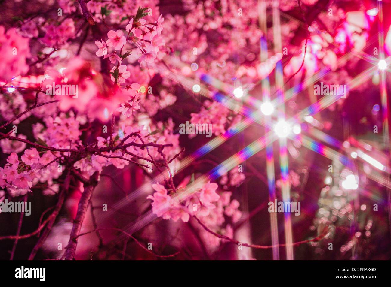 Nuit de la rivière Meguro Sakura (Nakameguro) Banque D'Images