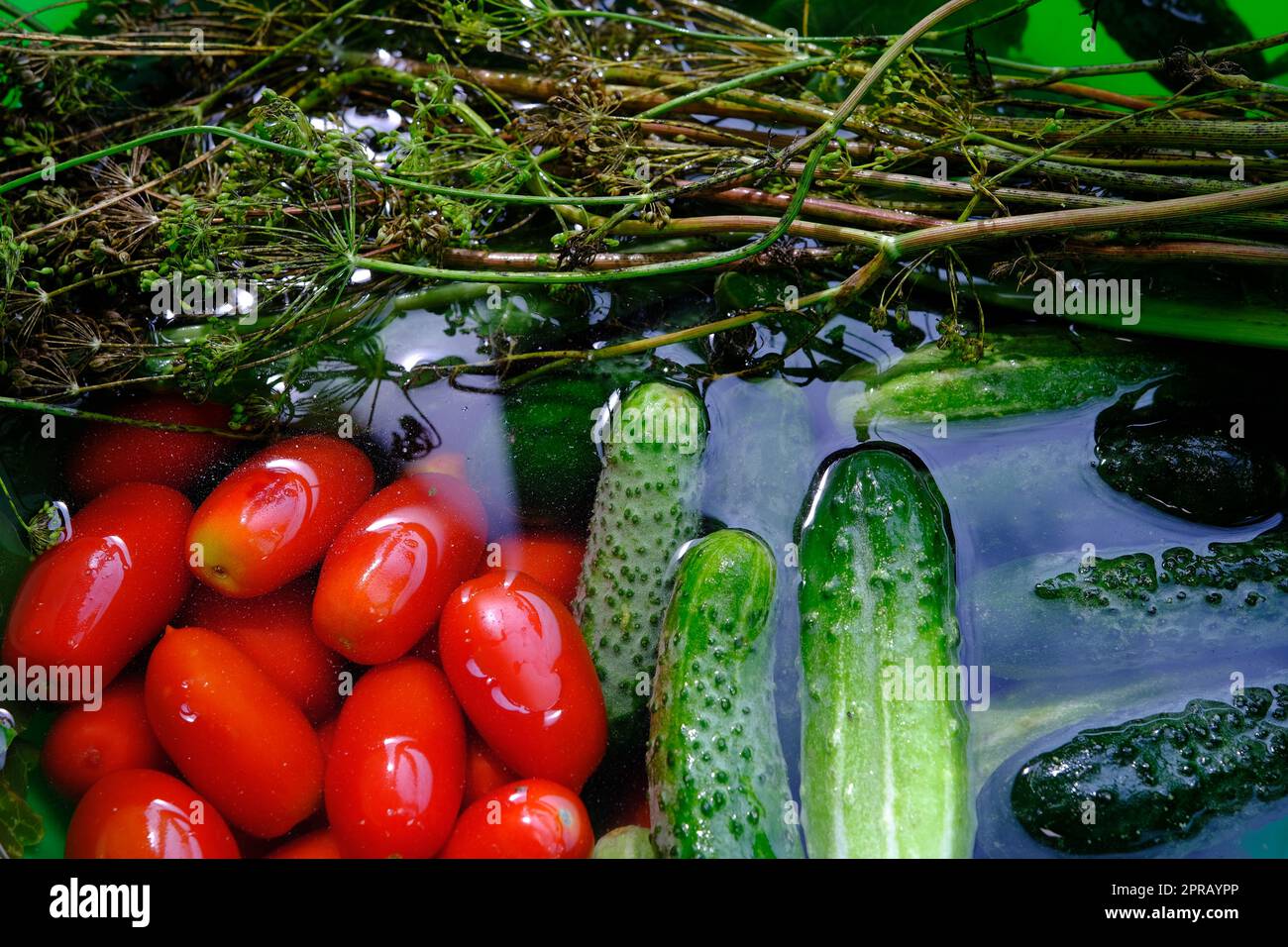 Les concombres, les tomates et l'aneth sont prêts à être cueillis une fois qu'ils ont été cueillis. Banque D'Images