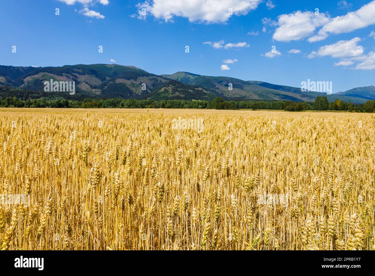 Épis de mûrissement du champ de blé de prairie. Champ de blé d'or sur fond de montagnes Banque D'Images