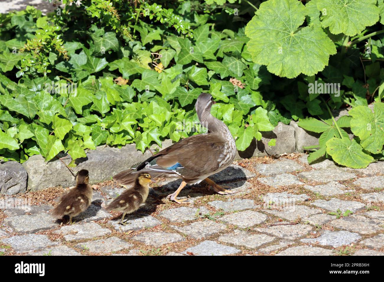 Weibliche Mandarinente (Aix galericulata) mit Küken Banque D'Images