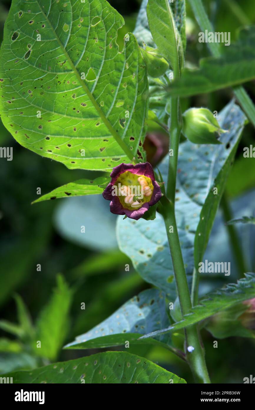 Schwarze Tollkirsche (Atropa belladonna) - blühende Pflanze Banque D'Images