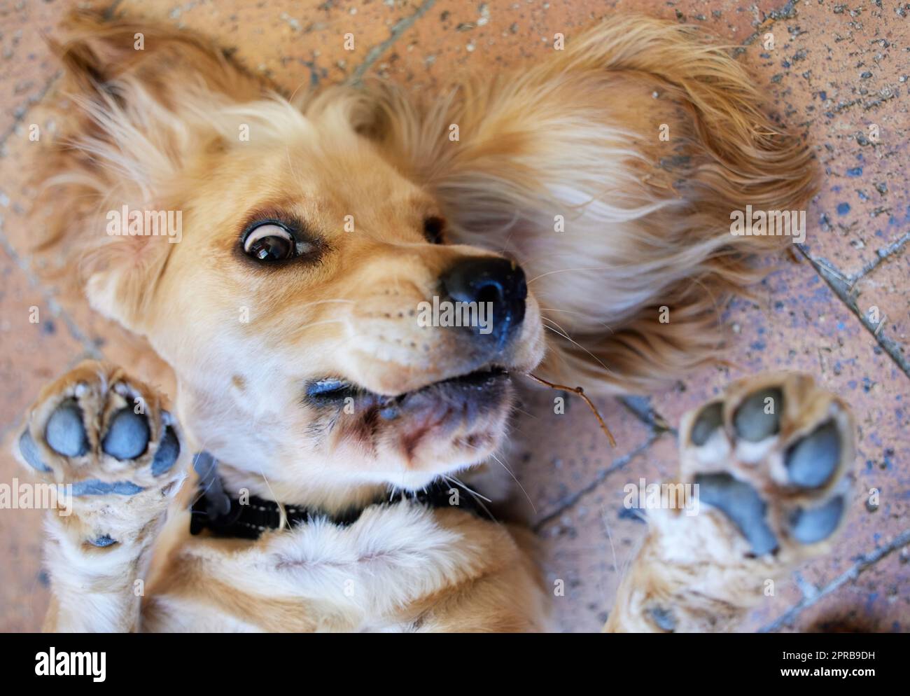 Le chien le plus mignon au monde se présentant en devoir. Photo portrait d'un adorable chiot d'épagneul cocker allongé sur son dos à l'extérieur sur le pavé de briques. Banque D'Images