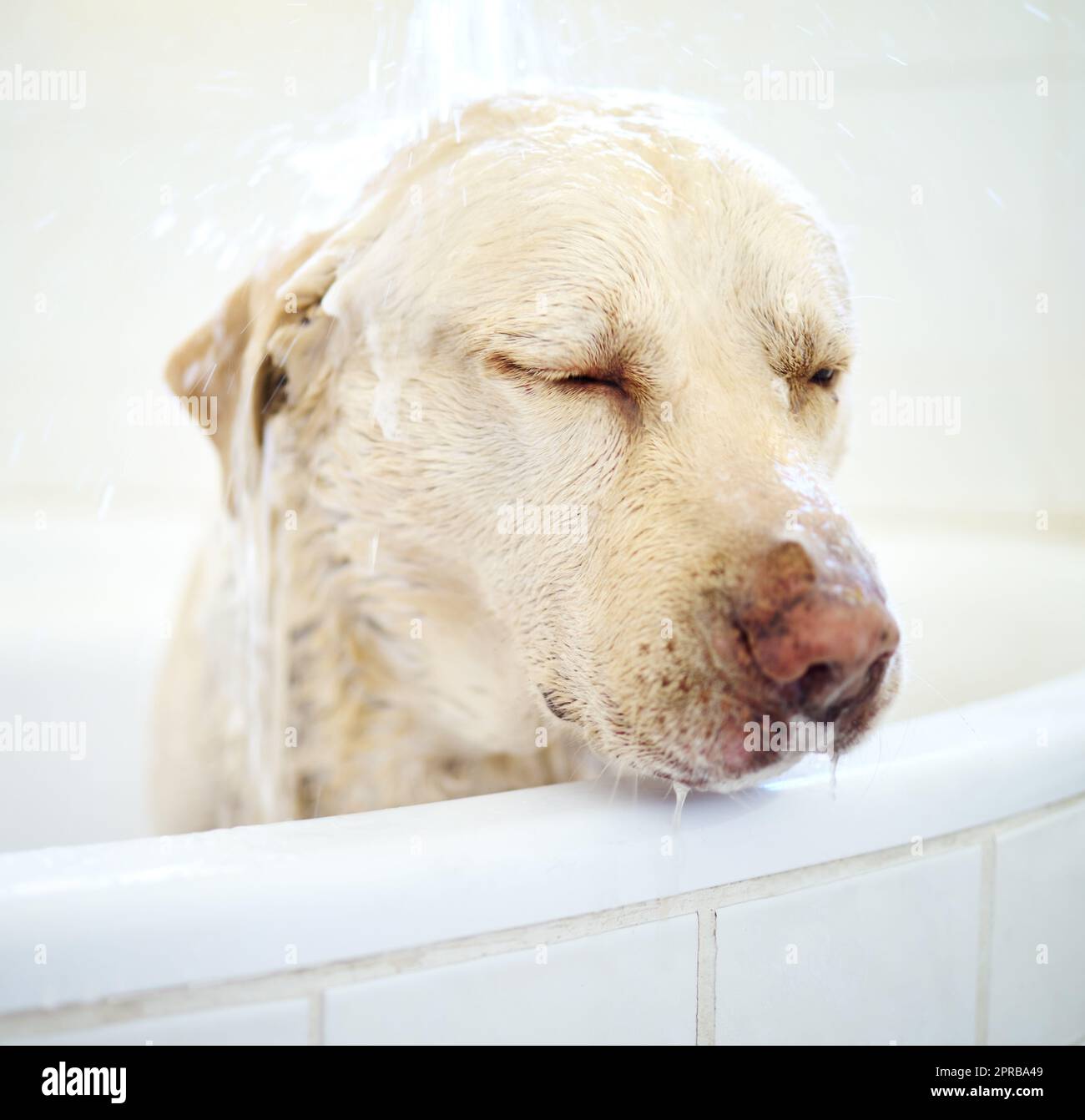Est-ce que j'ai du savon dans mes yeux. Un adorable chien ayant un bain à la maison. Banque D'Images