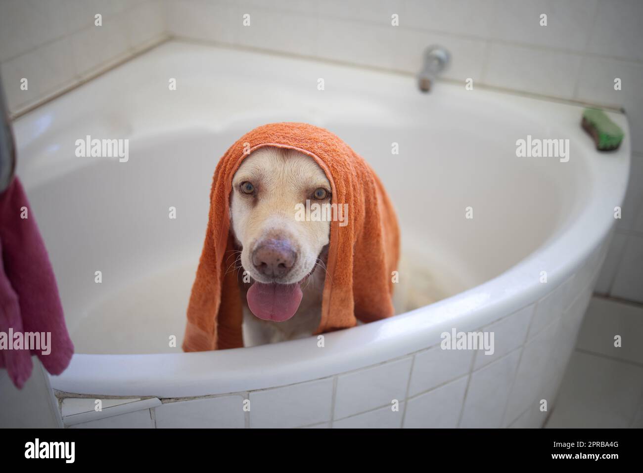 C'est donc ce que l'on sent comme une célébrité, un adorable chien qui a un bain à la maison. Banque D'Images