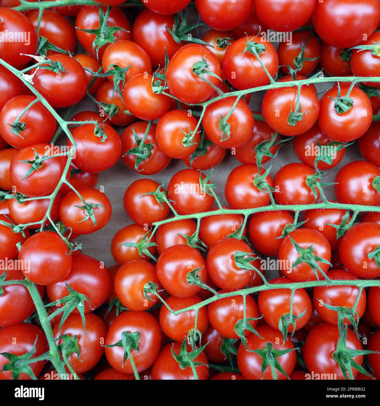 Im Bältigen (Solanum lycopersicum) im Gemüsegeschäft Banque D'Images