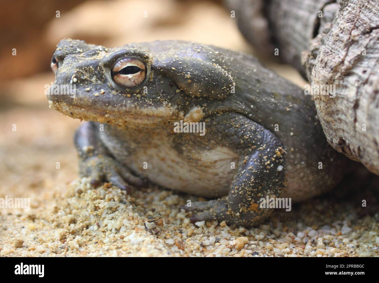 Sonorakröte Colorado River Toad (Bufo alvarius) Banque D'Images