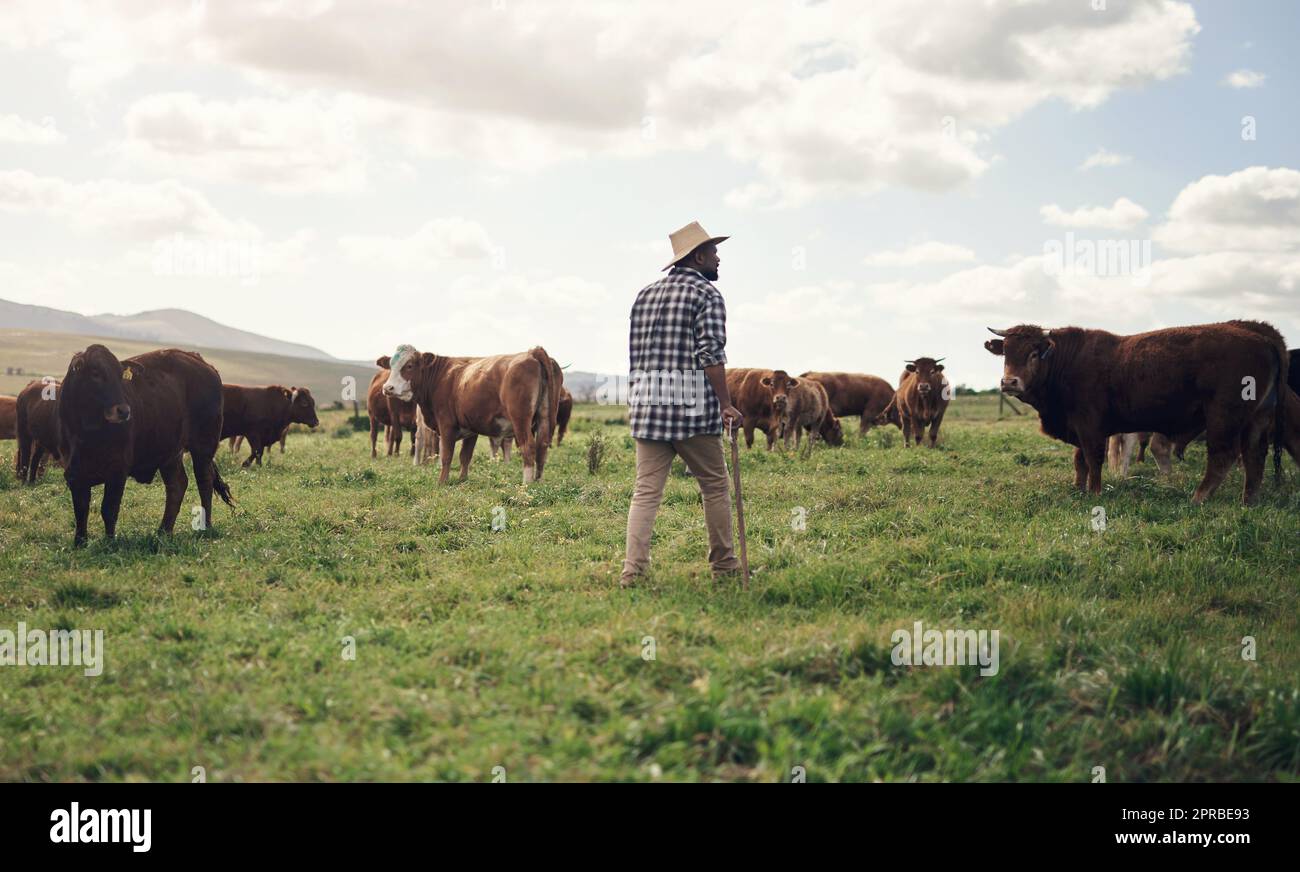 Plus l'herbe est verte, plus elle est brouée. Vue arrière d'un homme travaillant sur une ferme de vaches. Banque D'Images