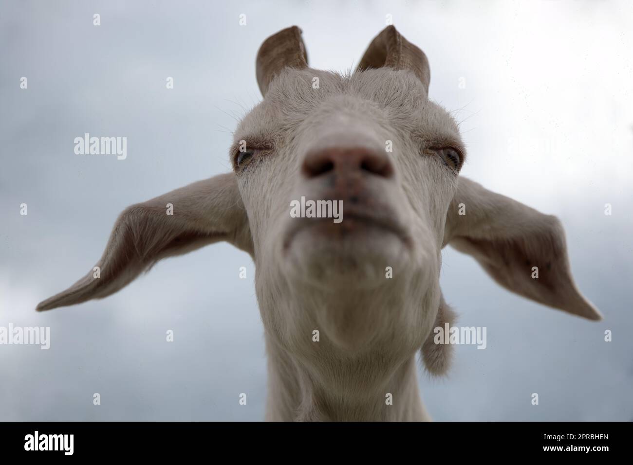 chèvre vue de bas-angle tête d'animaux drôle ferme laitière bétail Banque D'Images