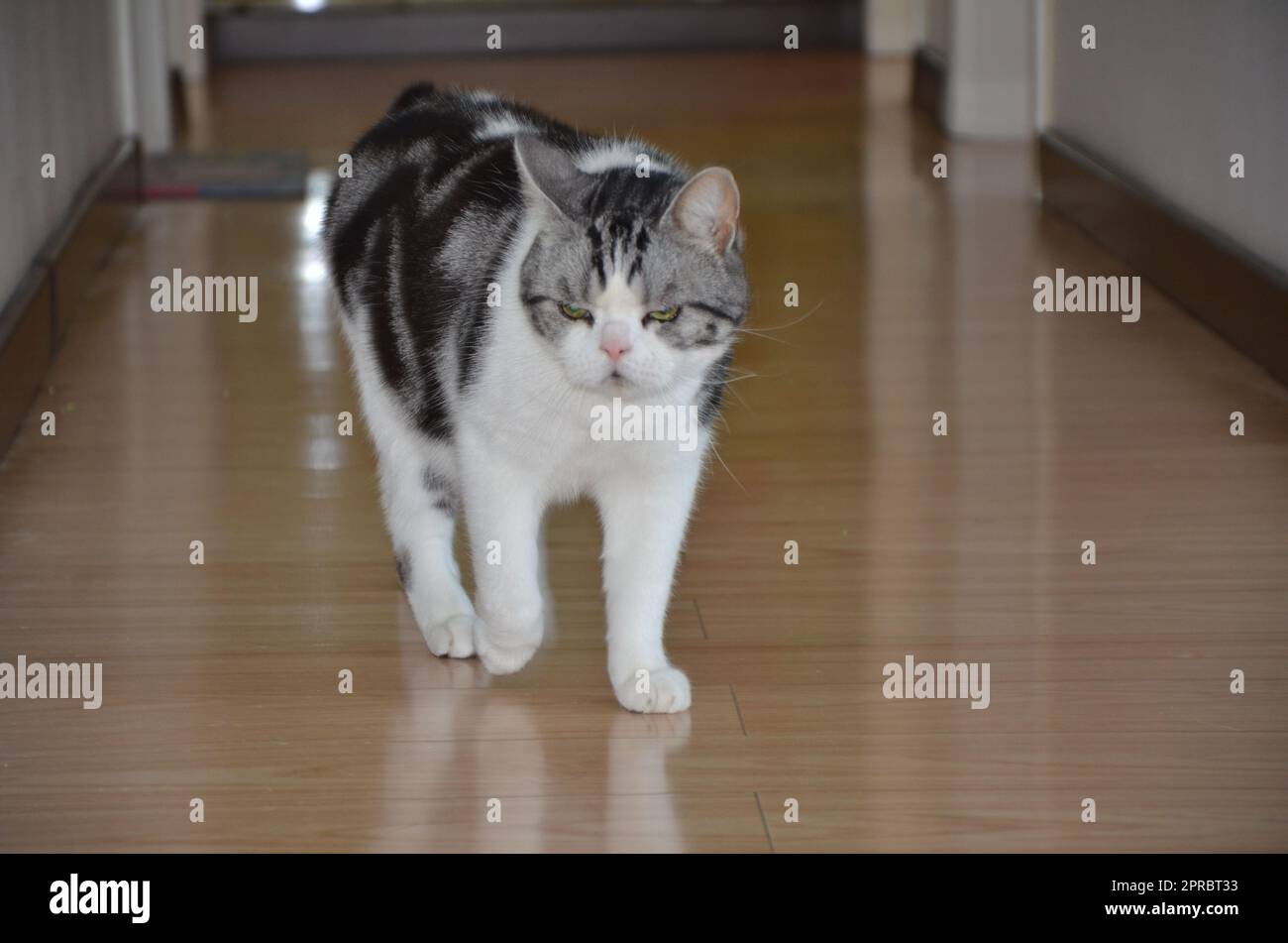 Le joli petit chat à la maison a la posture d'un tigre féroce descendant la montagne Banque D'Images