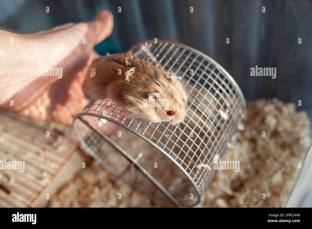 Un joli hamster syrien dans une boîte sort de sa maison mendiant pour la nourriture des animaux de compagnie. La cage est remplie de sciure et il y a une roue, un bol à boire, et Banque D'Images