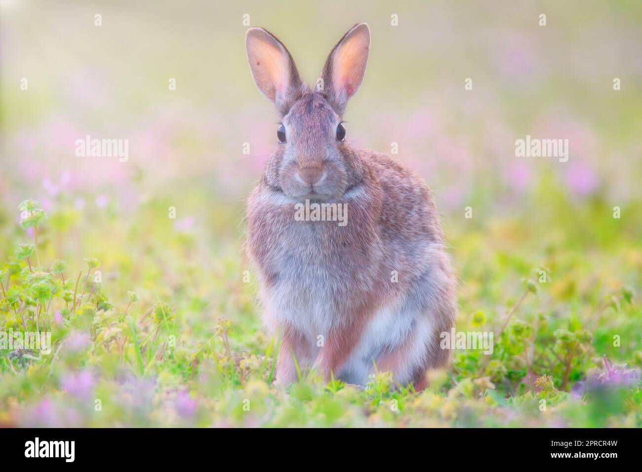 Le lapin de Pâques Banque D'Images