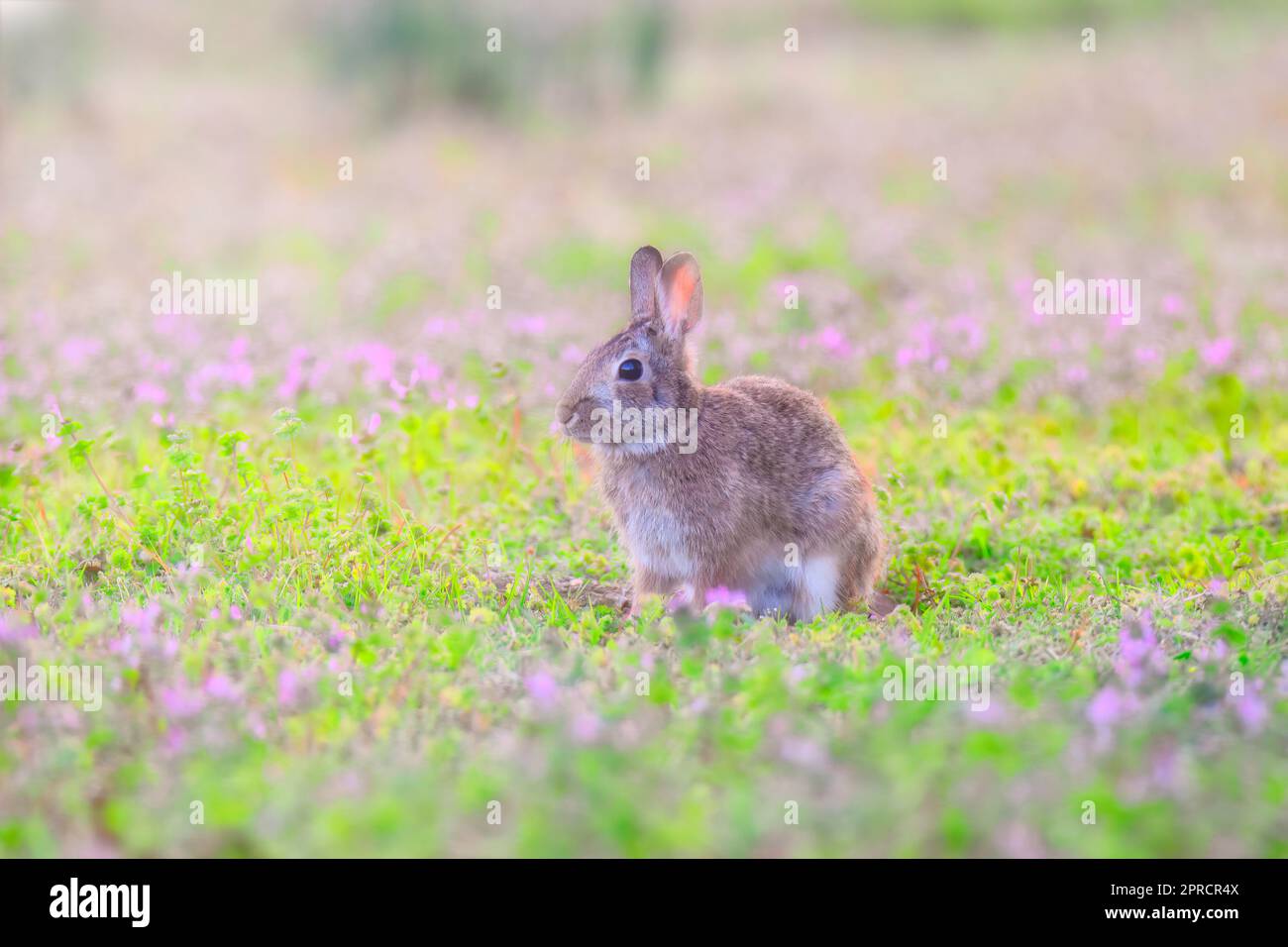 Lapin au printemps Banque D'Images