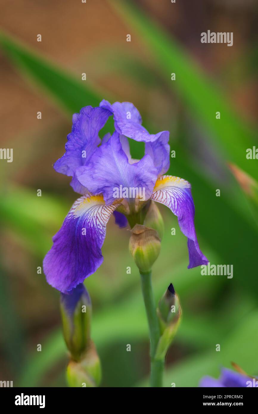 Purple Iris Banque D'Images