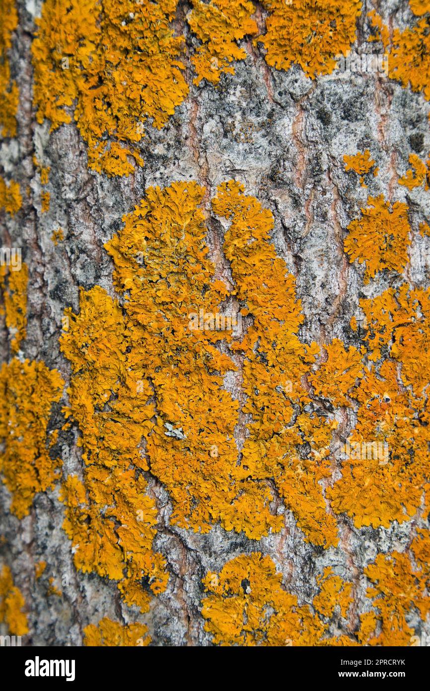 Xanthoria parietina lichen sur l'écorce de l'arbre de peuplier faux-tremble Banque D'Images