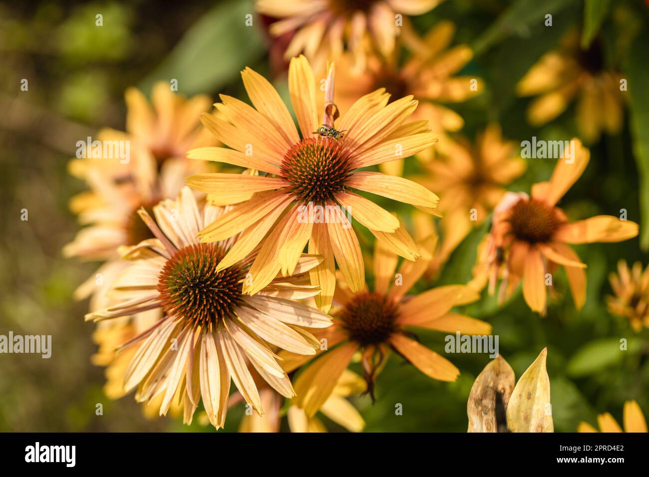 Echinacea 'Big Kahuna' dans le jardin fleuri Banque D'Images