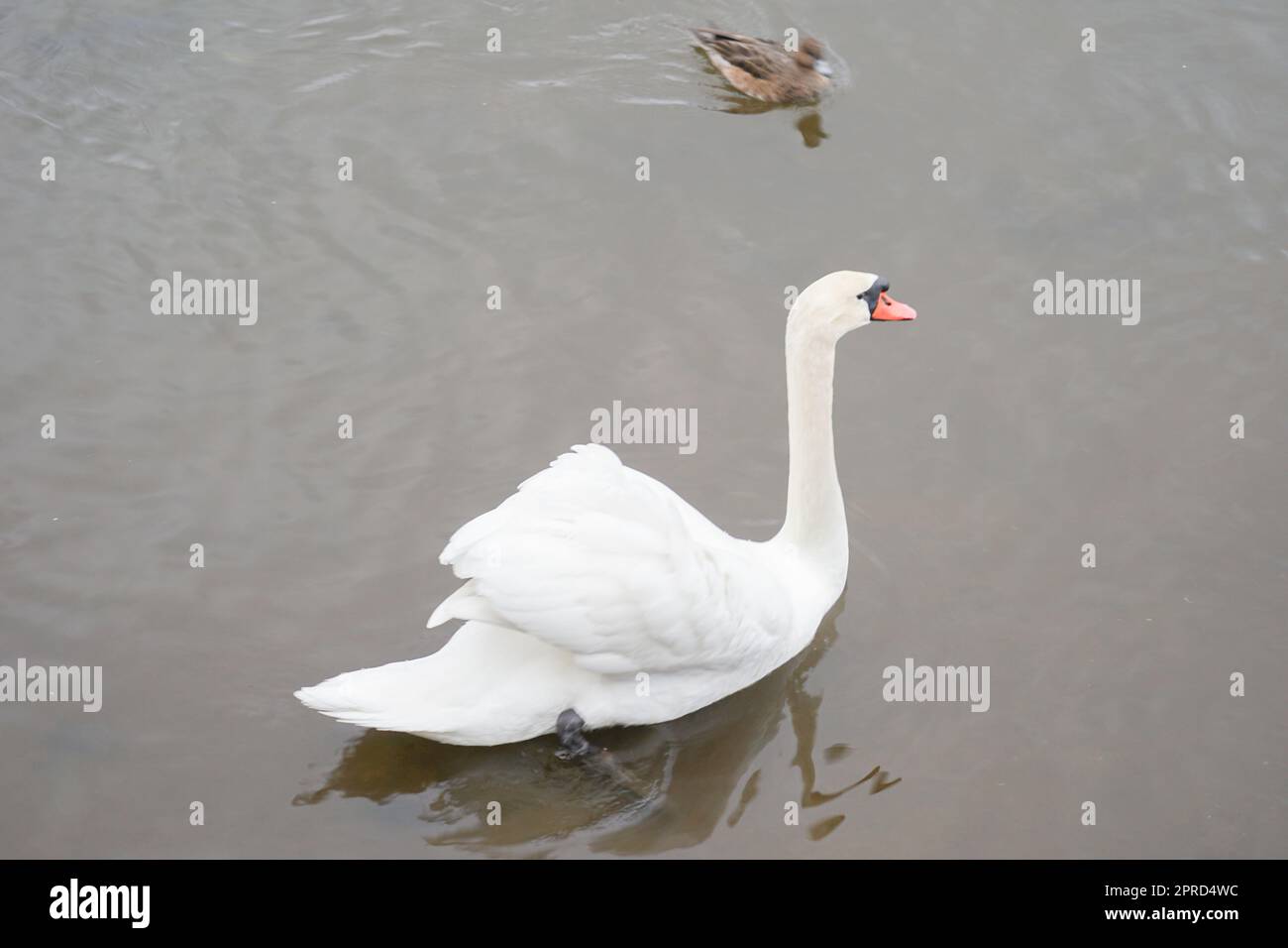 Image de Swan Lake Yamanaka Banque D'Images