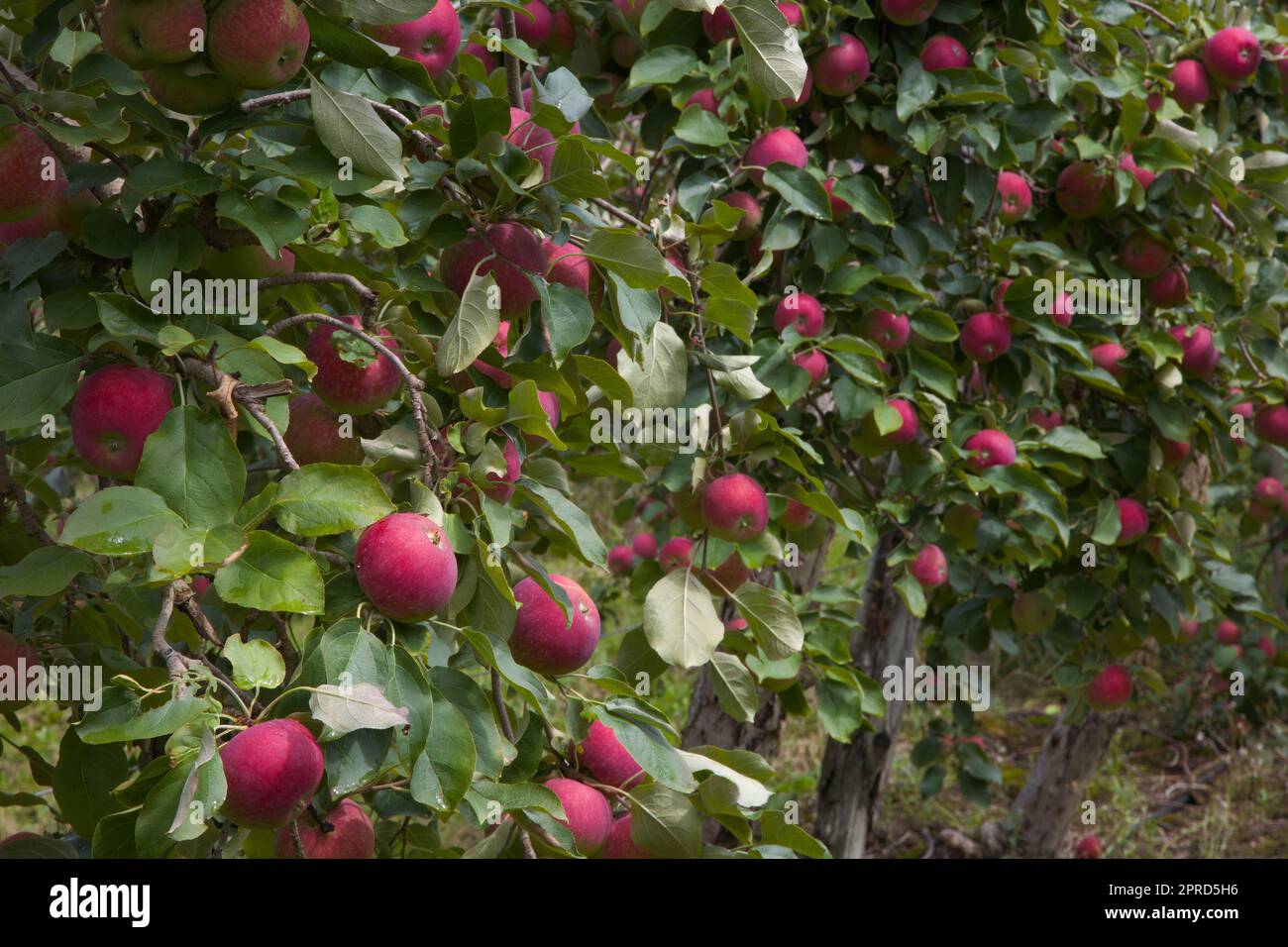 pommes dans l'agriculture biologique des arbres récolte de fruits frais cultivés Banque D'Images