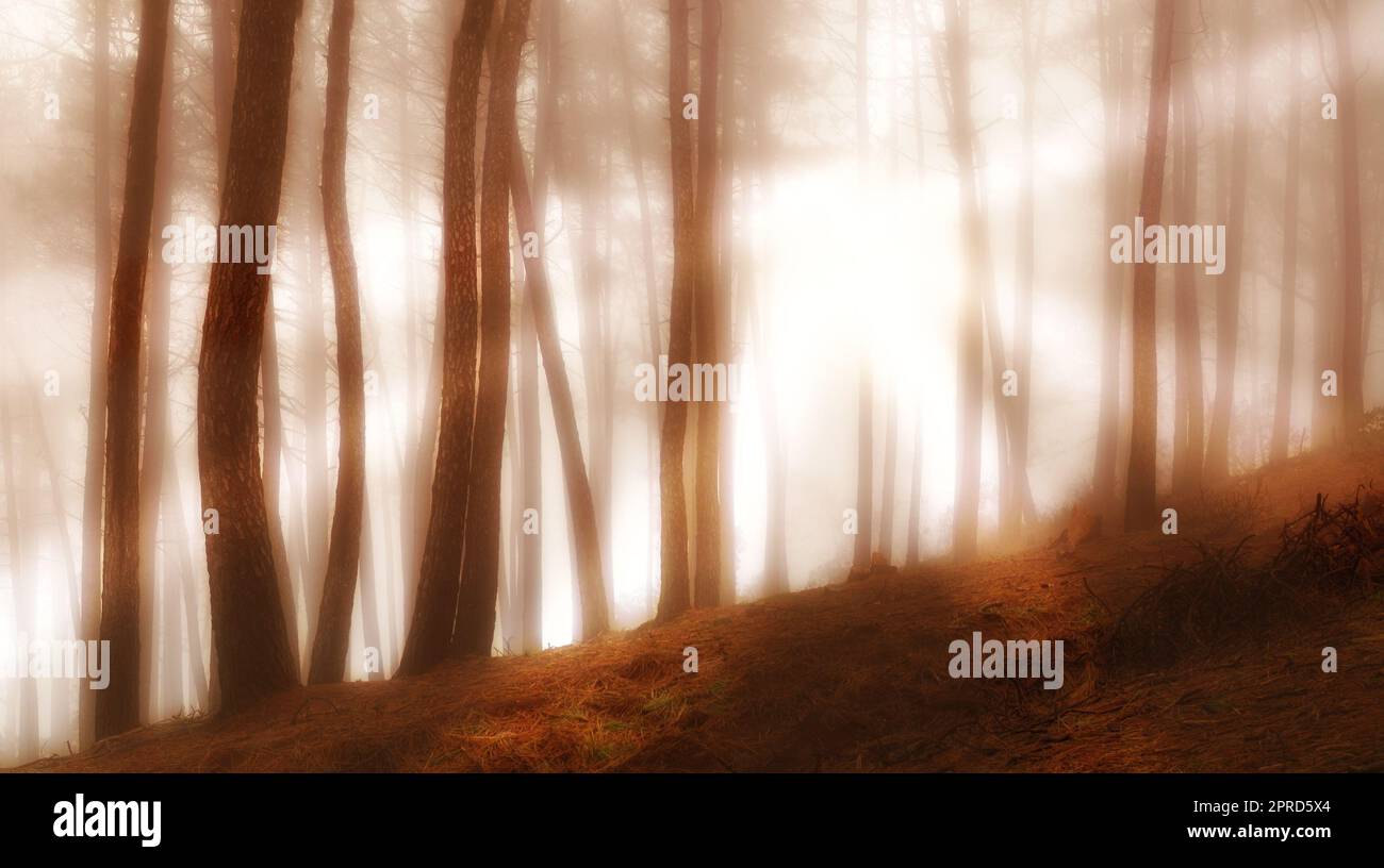 Dans les couleurs de l'automne. Brouillard tôt le matin dans la forêt au lever du soleil. Banque D'Images