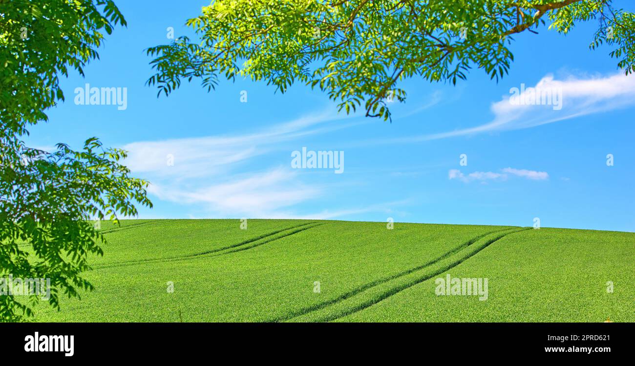 Champs verts et ciel bleu encadrés par des arbres. Champs verts et ciel bleu encadrés par des arbres - beaucoup d'espace de copie. Banque D'Images