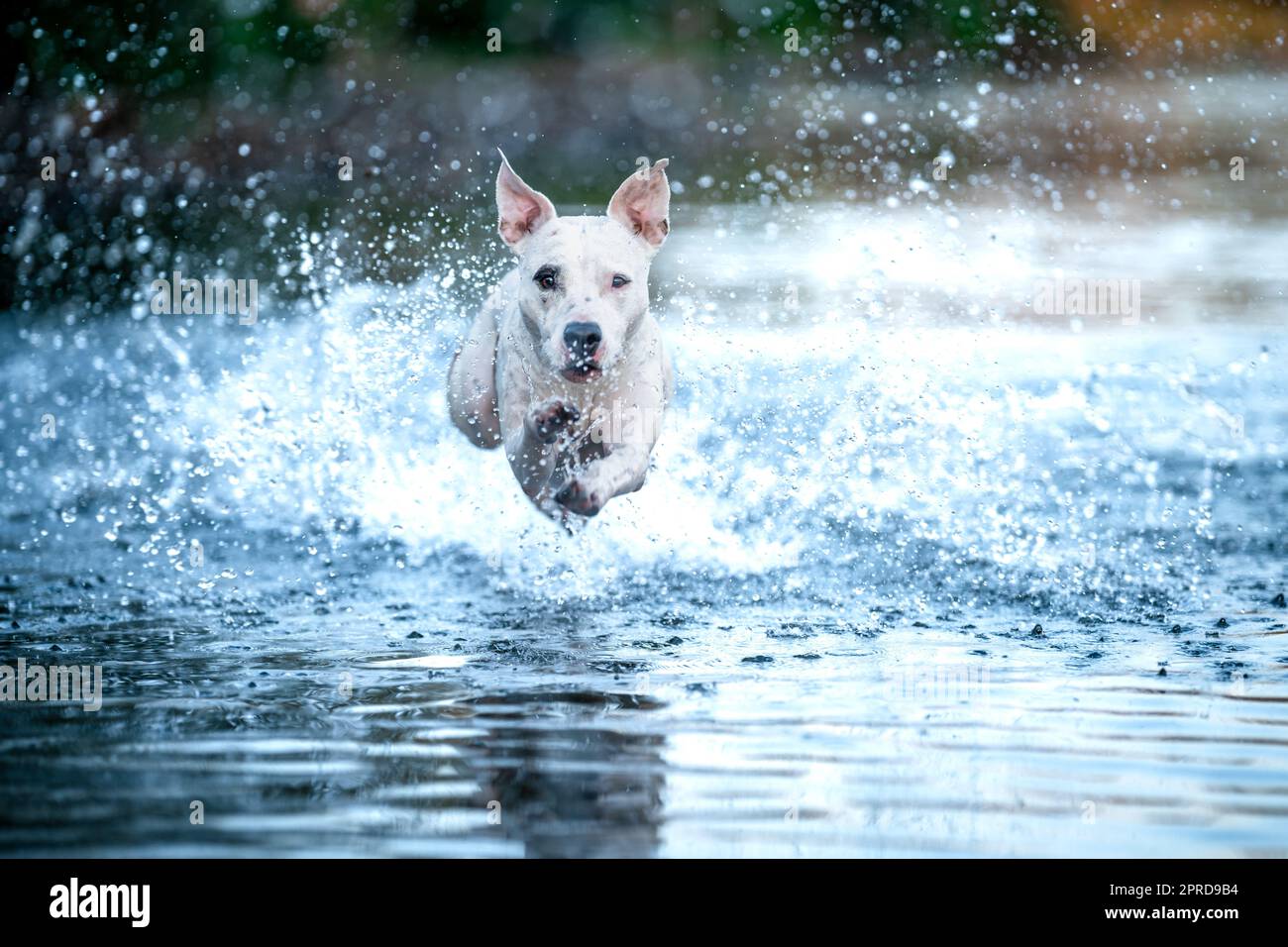 le terrier de taureau de fosse saute dans l'eau et scanne les gouttes autour Banque D'Images