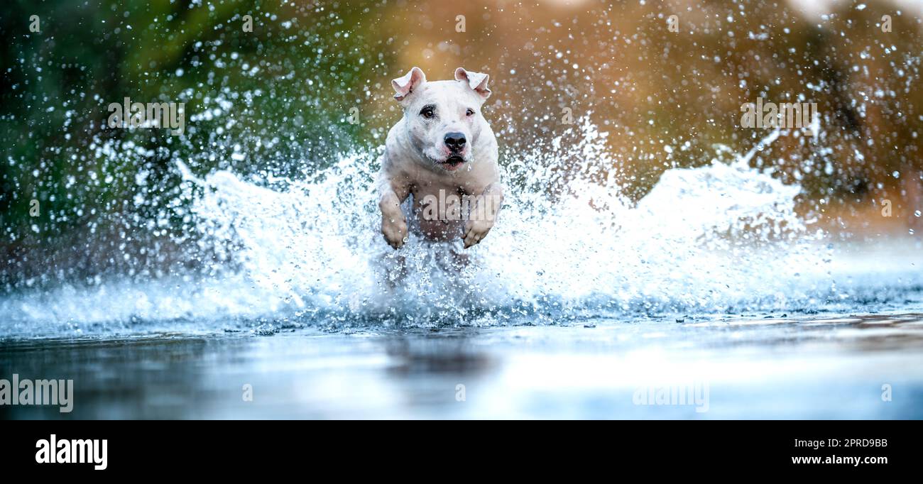 le terrier de taureau de fosse saute dans l'eau et scanne les gouttes autour. bannière Banque D'Images