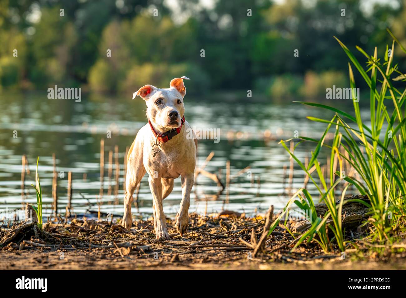 dresser un taureau sur la rive du lac, chien dans la nature au coucher du soleil Banque D'Images