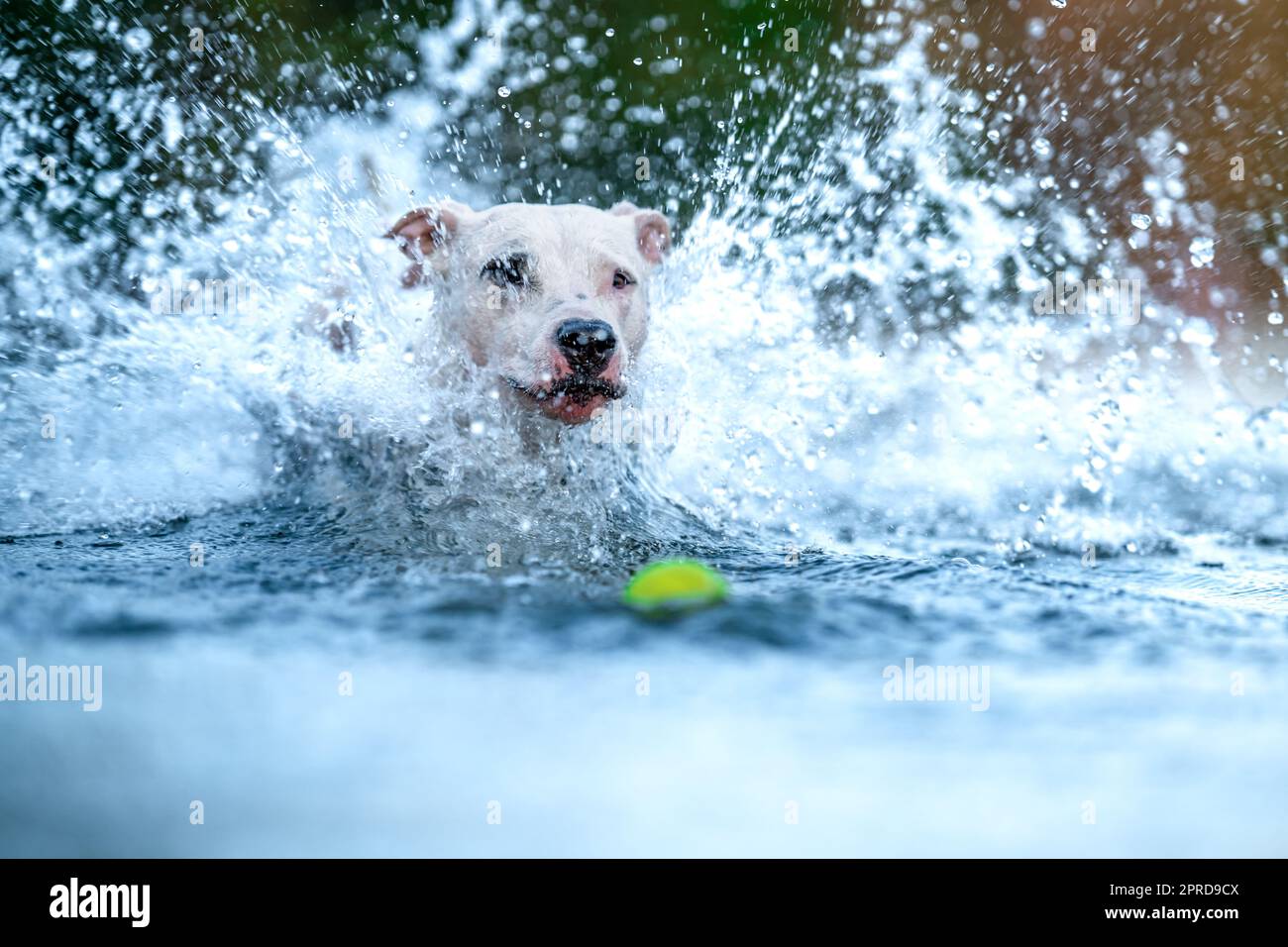 le bull terrier à fosse nage et joue dans l'eau du lac Banque D'Images