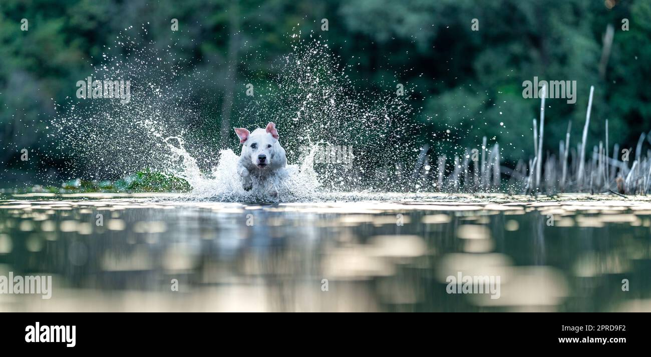 le terrier de taureau à fosse nage et joue dans l'eau du lac. bannière Banque D'Images