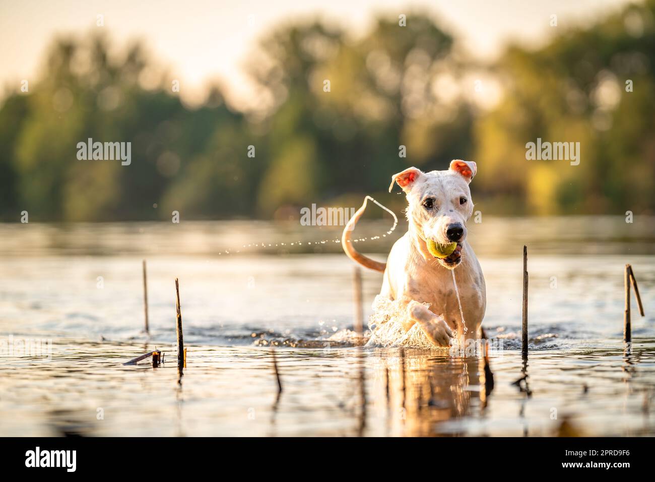 le bull terrier à fosse nage et joue dans l'eau du lac Banque D'Images