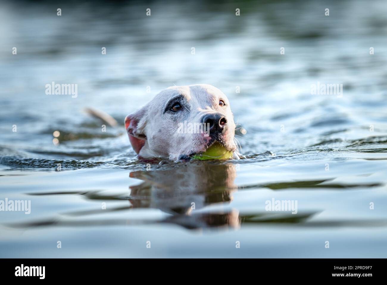 le bull terrier à fosse nage et joue dans l'eau du lac Banque D'Images