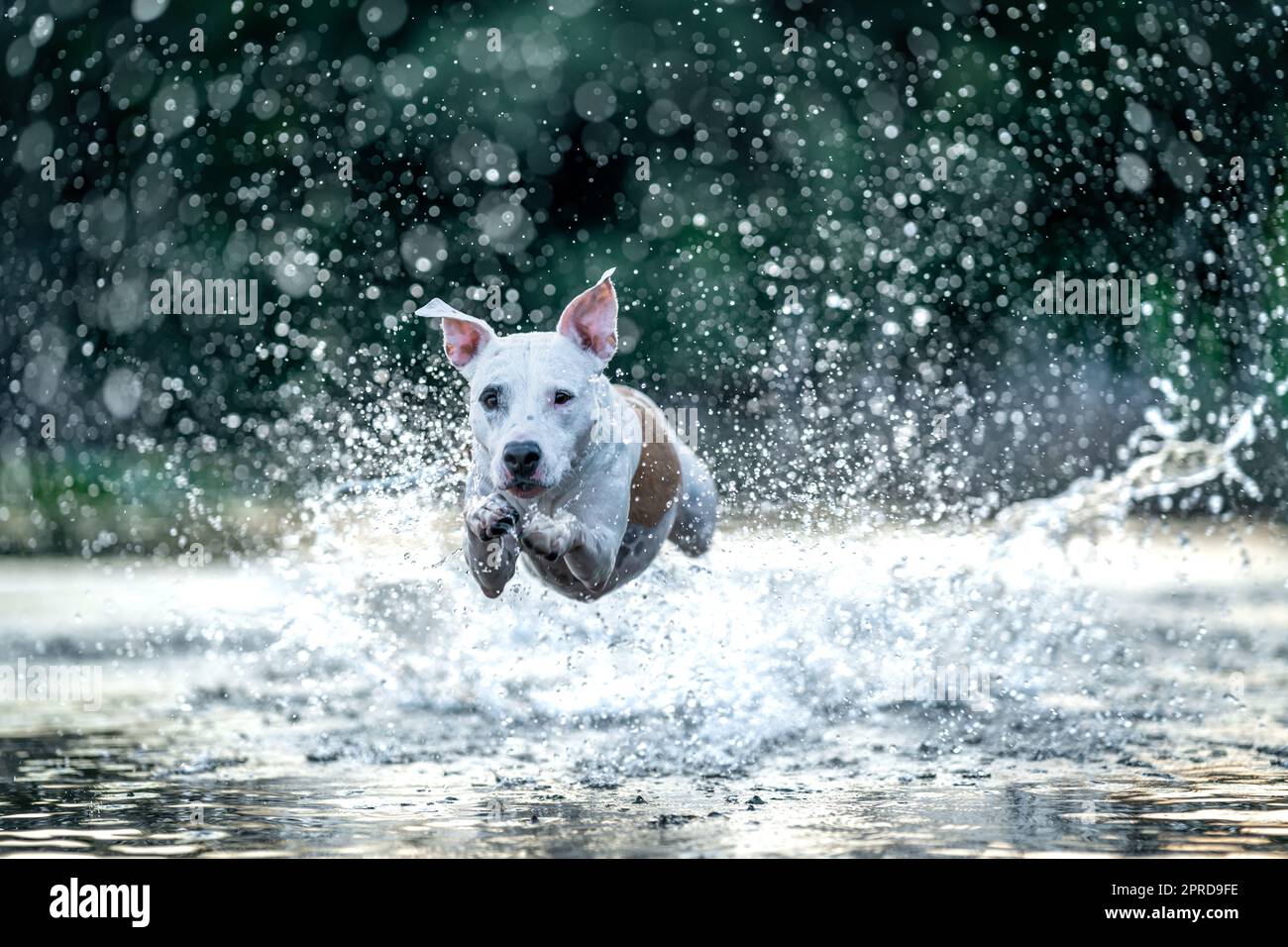 le bull terrier à fosse nage et joue dans l'eau du lac Banque D'Images