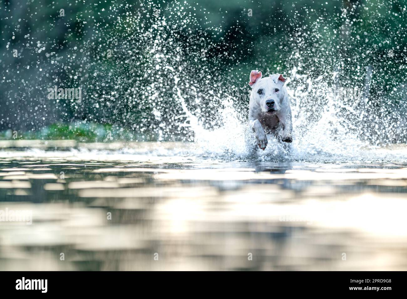 le bull terrier à fosse nage et joue dans l'eau du lac Banque D'Images
