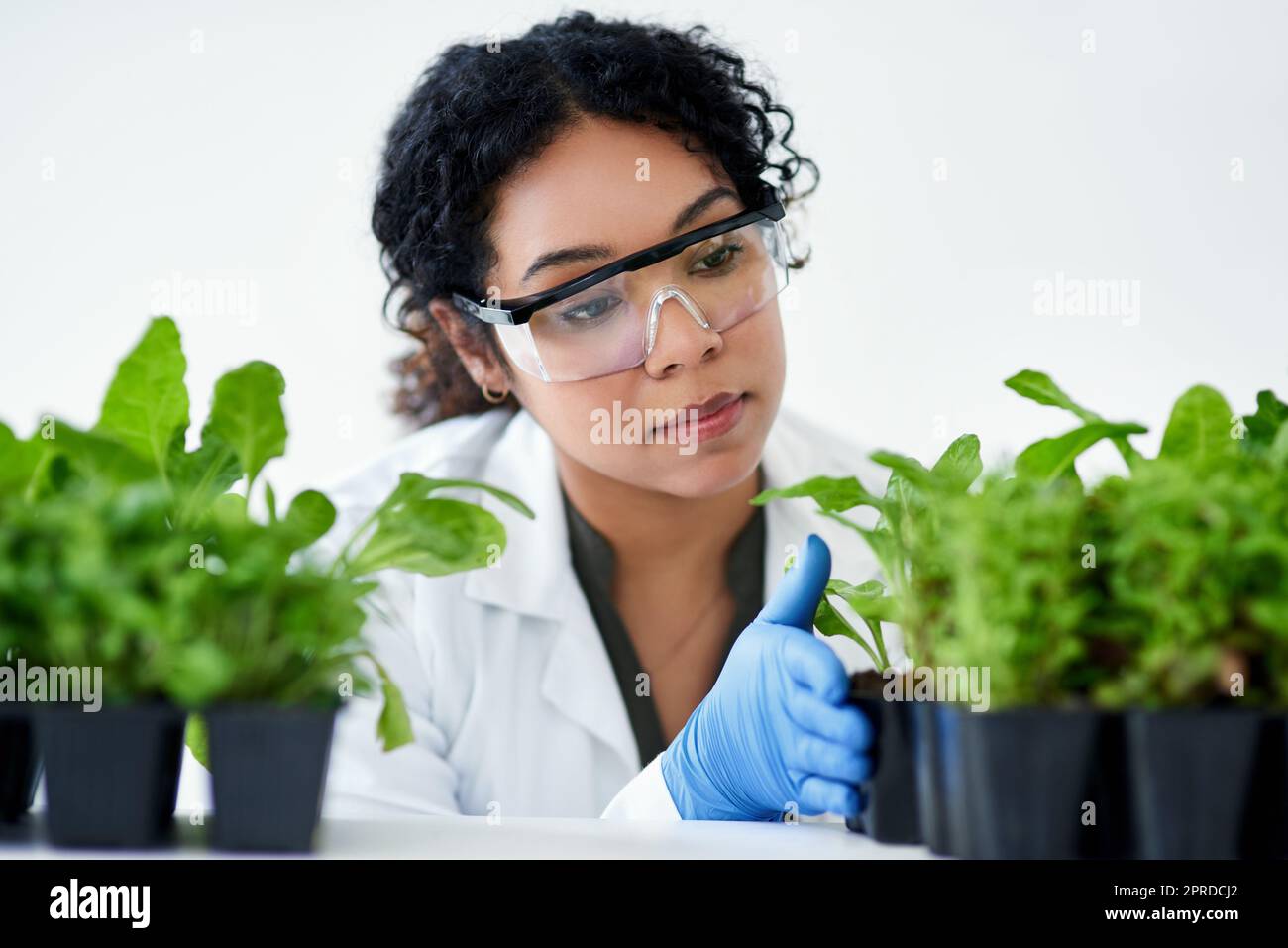 J'ai mes espoirs pour réaliser une plus grande production. Une scientifique féminine expérimentant avec des plantes. Banque D'Images