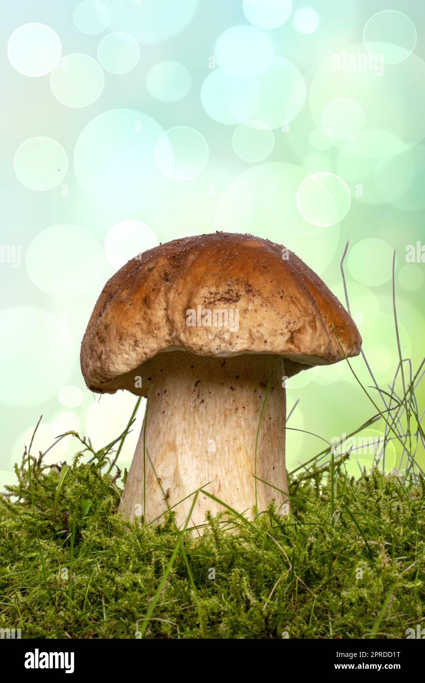 Le champignon porcini (Boletus edulis), également connu sous le nom de champignon porcini d'épinette, champignon de gentlemen ou champignon noble en mousse sur fond abstrait et lumineux. Macro. Banque D'Images