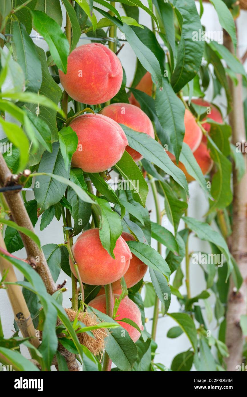 Prunus persica Redhaven, Peach Redhaven, fruits mûrs poussant sur un arbre espalier Banque D'Images