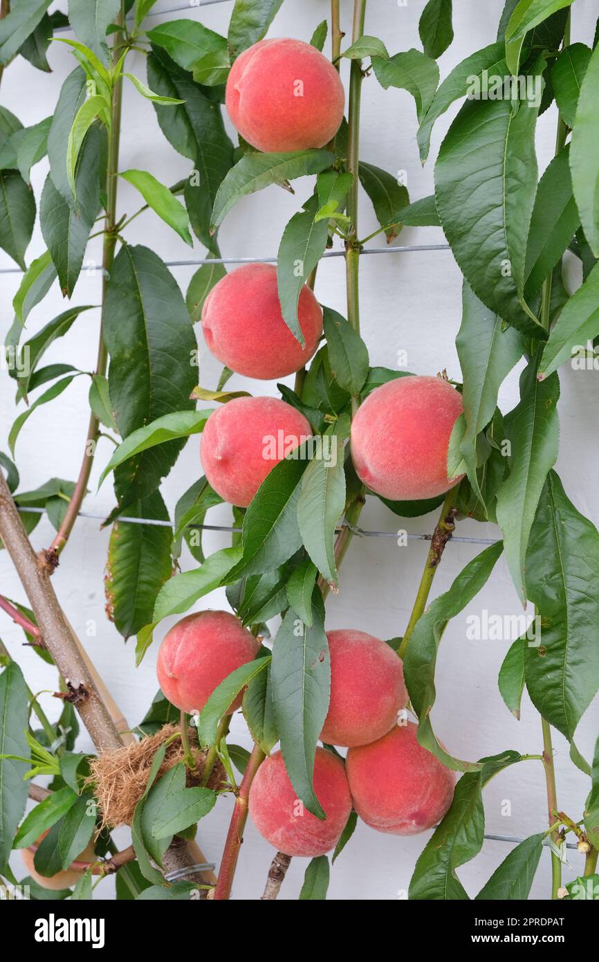 Prunus persica Redhaven, Peach Redhaven, fruits mûrs poussant sur un arbre espalier Banque D'Images