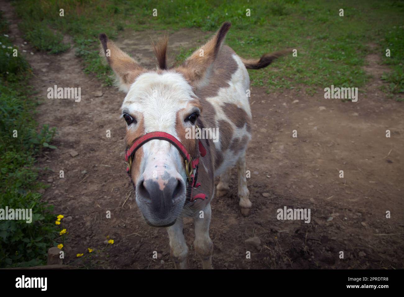 donkey jackass ferme animal grand angle vue bétail à tête blanche Banque D'Images