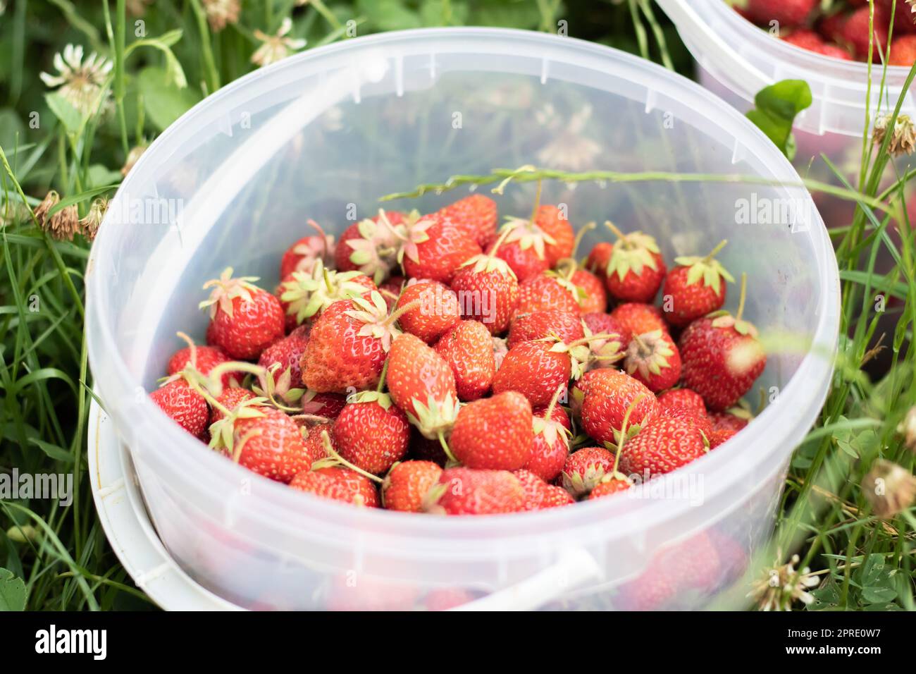 Un seau complet de fraises fraîchement cueillies dans le jardin d'été. Gros plan des fraises dans un panier en plastique. Fruits biologiques et frais sur un marché agricole, dans un seau sur une fraise. Banque D'Images