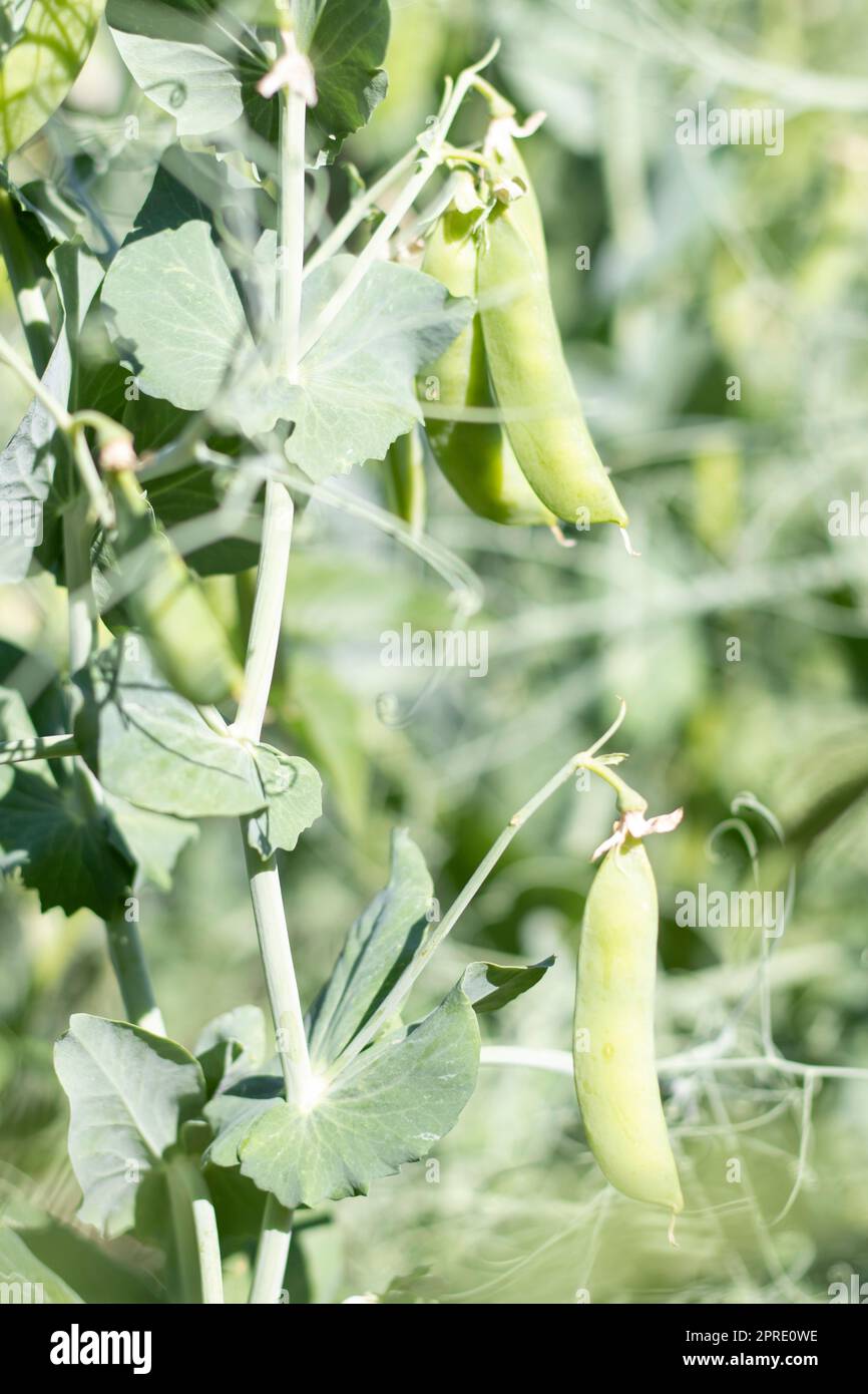 Image floue d'une jeune plante de pois avec des gousses. Pois de sucre poussant dans un jardin d'été, feuilles vertes, brindilles et gousses. Jardinage biologique. Plante de pois verts dans le jardin. Fond naturel naturel. Banque D'Images