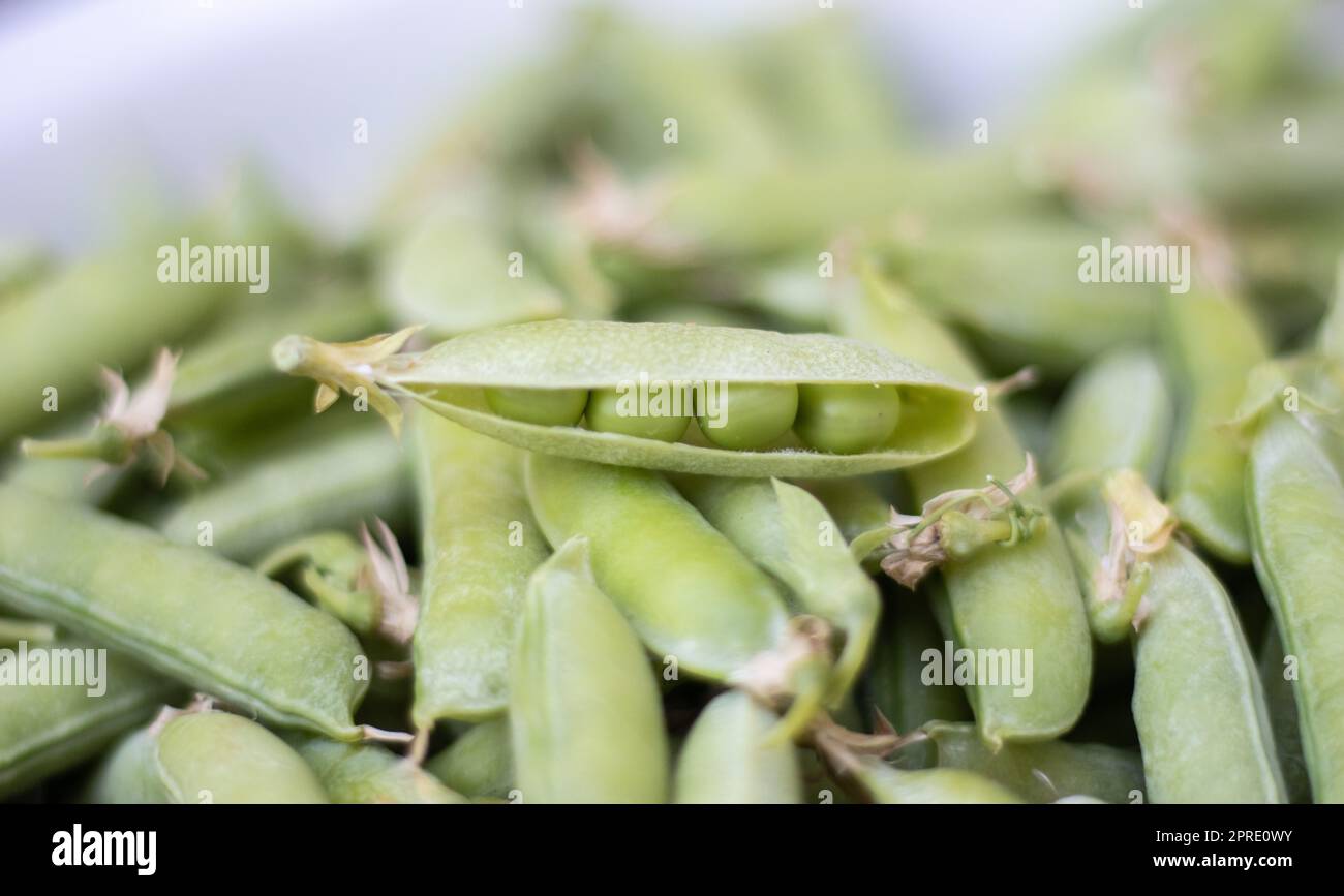 Beaucoup de petits pois verts. Petits pois verts non pelés en gros plan. Arrière-plan vert. Des aliments écologiques sains. Plats végétariens. Récolte de légumes. Magnifique gros plan de pois frais et de gousses de pois. Banque D'Images