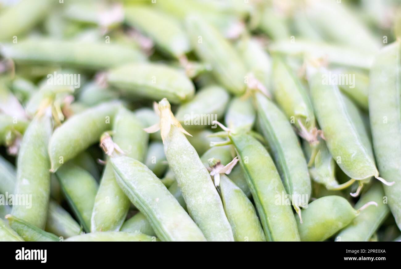 Beaucoup de petits pois verts. Petits pois verts non pelés en gros plan. Arrière-plan vert. Des aliments écologiques sains. Plats végétariens. Récolte de légumes. Magnifique gros plan de pois frais et de gousses de pois. Banque D'Images