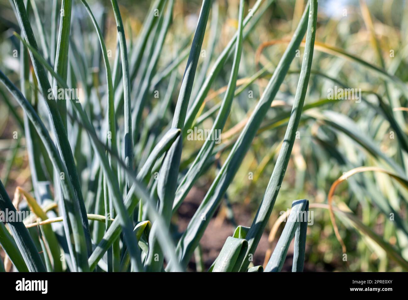 Les oignons sont cultivés sur le sol dans des parcelles. Rangées sur le champ dans le jardin agricole. Paysage en été. Les oignons poussent sur le terrain, en gros plan. Champ de production d'oignon, pratique de culture. Banque D'Images