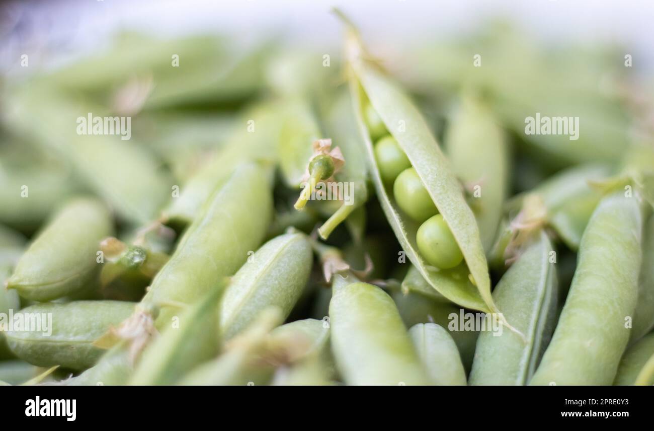 Beaucoup de petits pois verts. Petits pois verts non pelés en gros plan. Arrière-plan vert. Des aliments écologiques sains. Plats végétariens. Récolte de légumes. Magnifique gros plan de pois frais et de gousses de pois. Banque D'Images