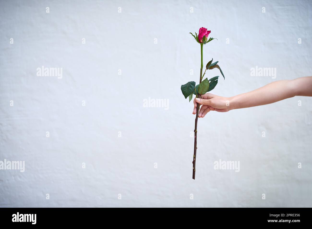 C'est pour vous. Photo studio d'une personne méconnaissable tenant une rose rouge sur fond gris. Banque D'Images