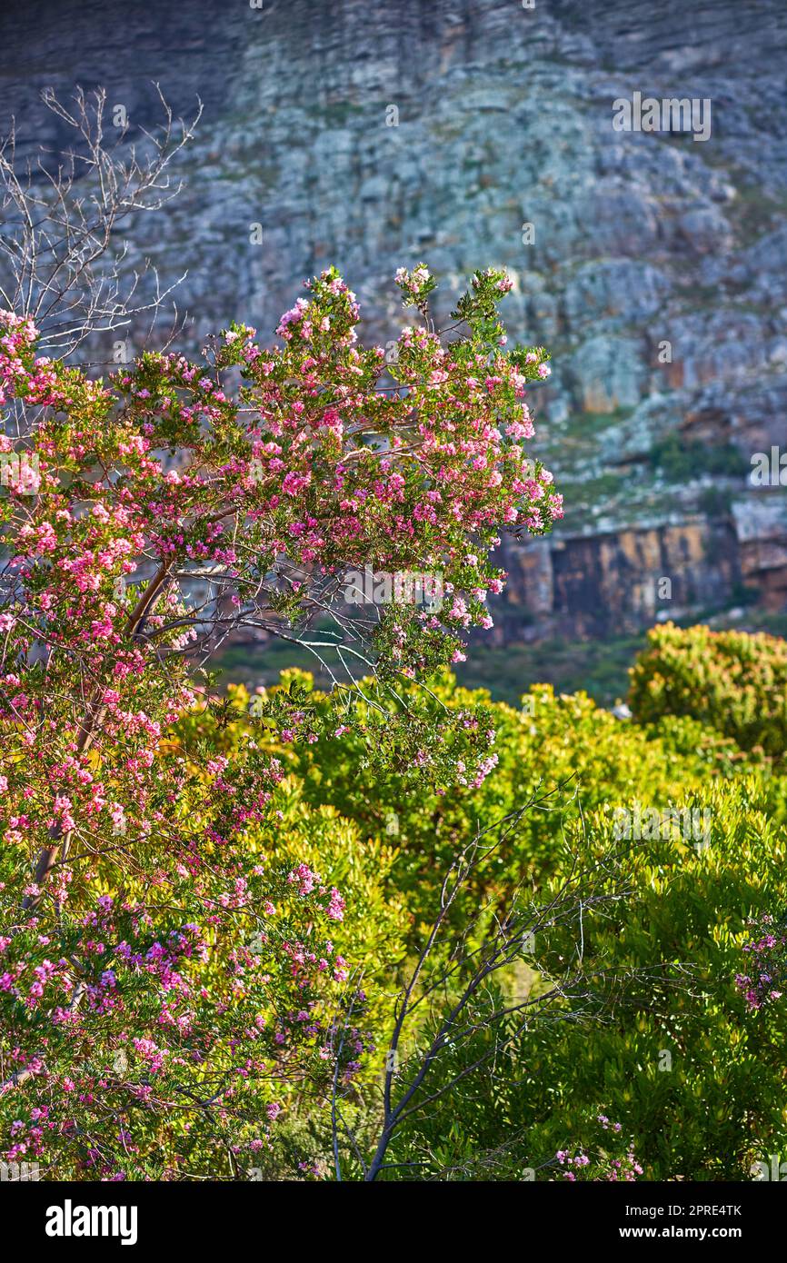 Fleurs de montagne. Fleurs de montagne - Parc national de Table Mountain. Banque D'Images