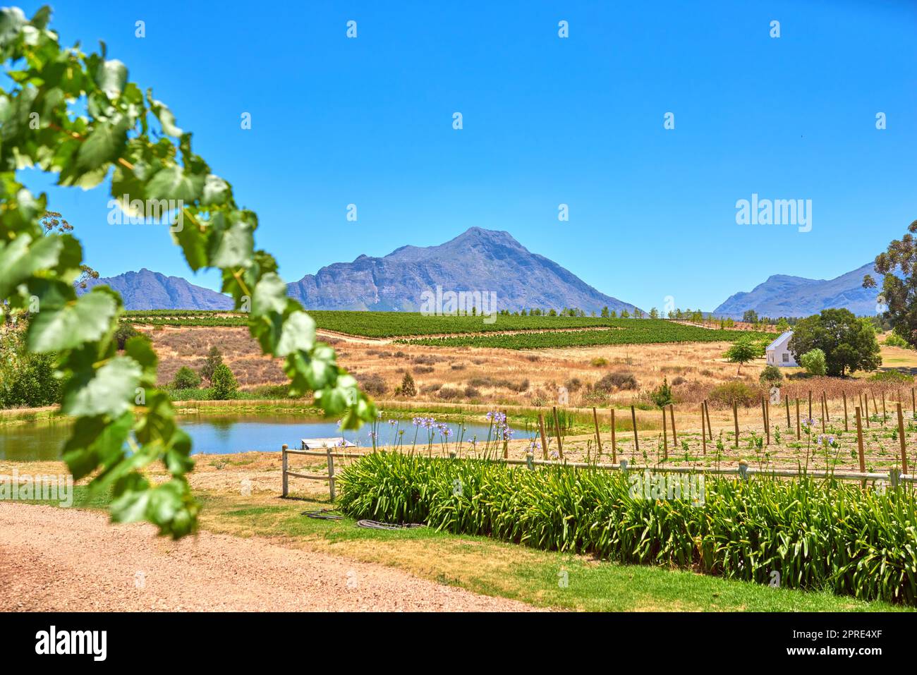 Vin sud-africain. Photo des vignobles du district de Stellenbosch , province du Cap occidental, Afrique du Sud. Banque D'Images